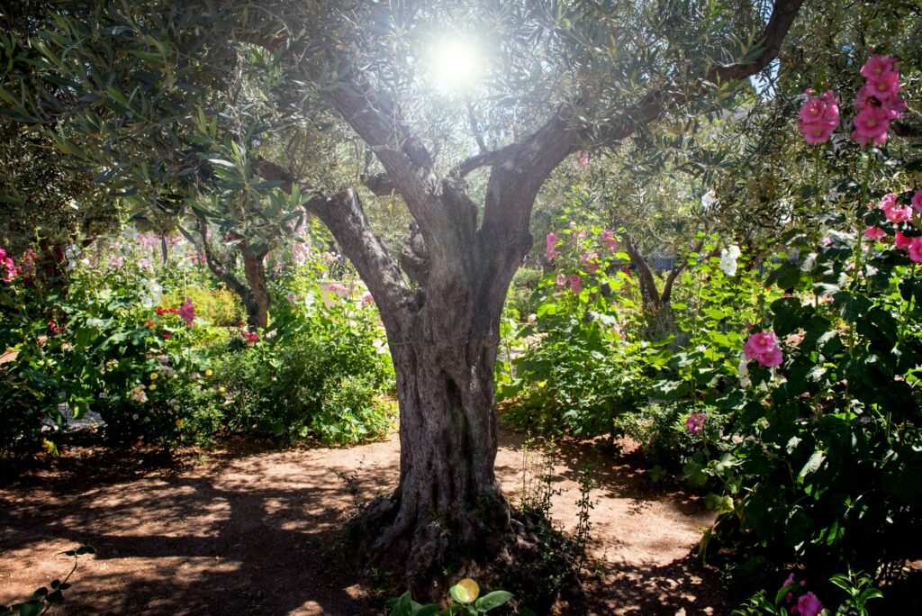 Divine light in the Gethsemane garden, Mount of Olives, Jerusalem, Israel