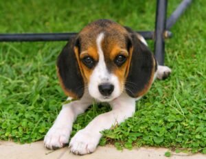 Cute Beagle puppy