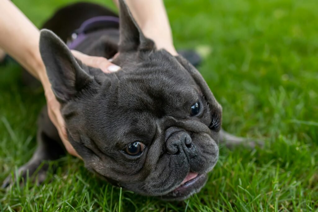 french bulldog likes the way the owner's hands massage his neck