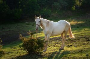 white horse grazing on pasture at sundown in orange sunny beams. Beauty world.