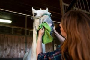 Woman and horse together in the stall. Woman cleaning her horse.