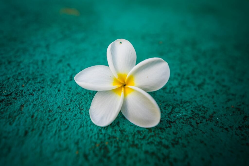 Commercial stageapnee (9 of 66)