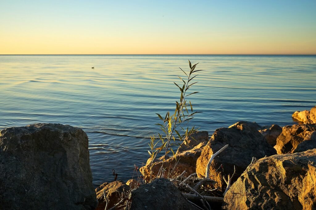Single fern plant growing at a rocky shore of a lake at sunset