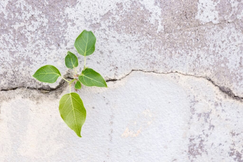 small banyan tree growing up from boundaries in the wall of the building